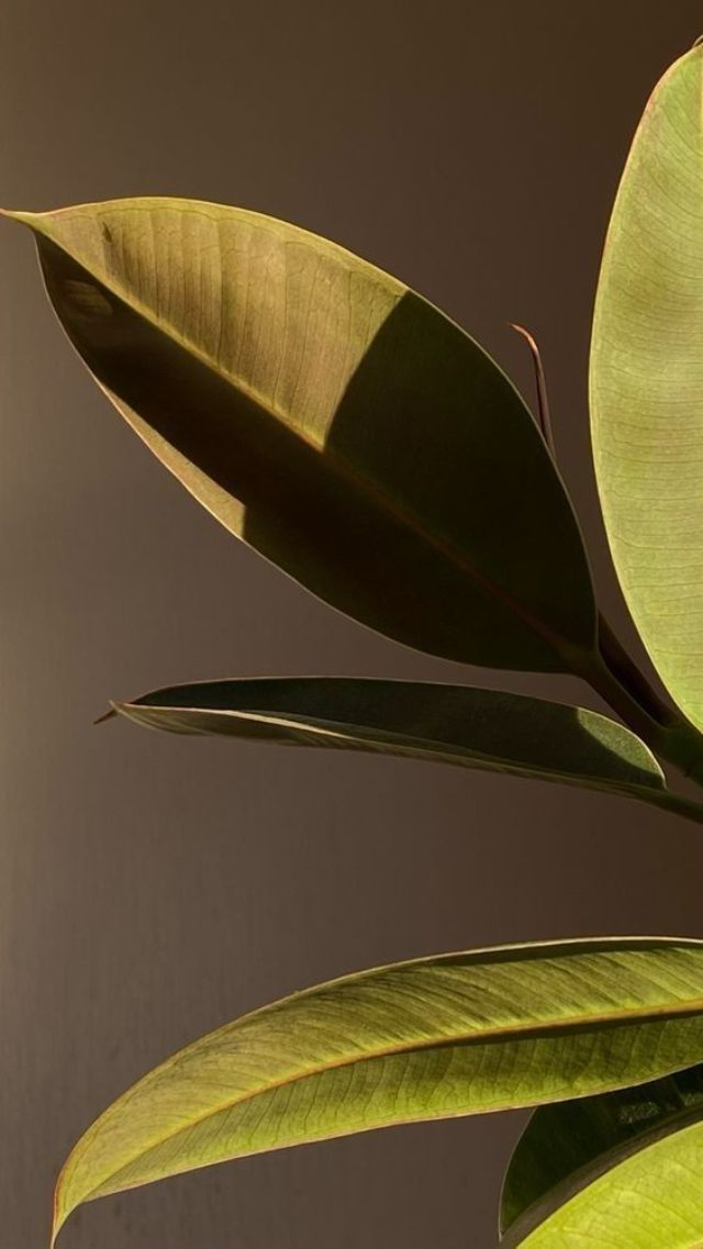 Plant